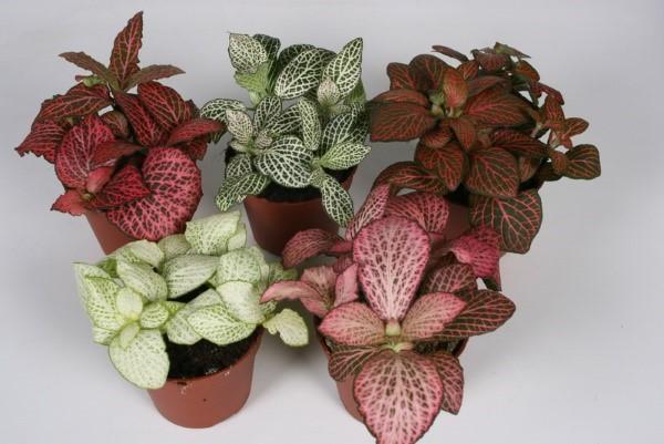tyypit fittonia