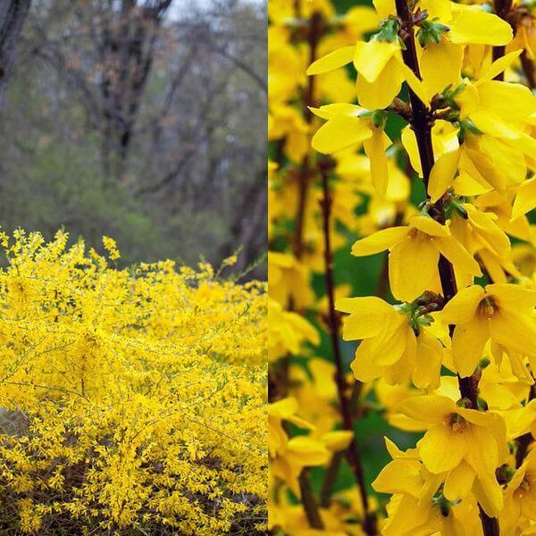 forsythia kukkii
