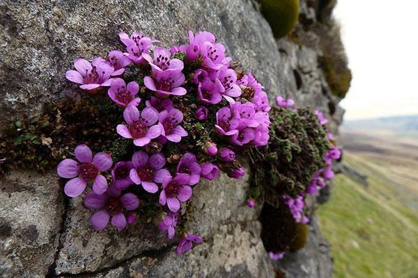 saxifragen tyypit ja lajikkeet