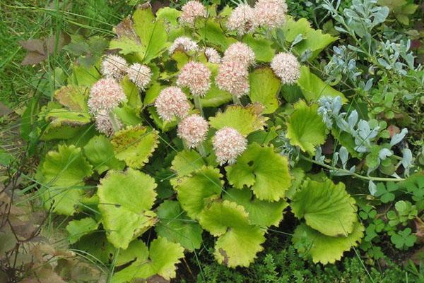 Manchurian saxifrage