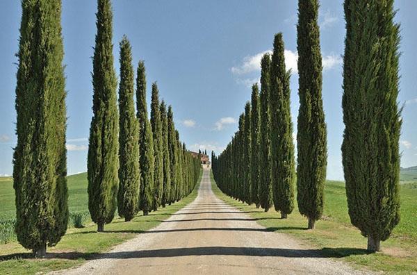 Sypressi pyramidinen tai italialainen