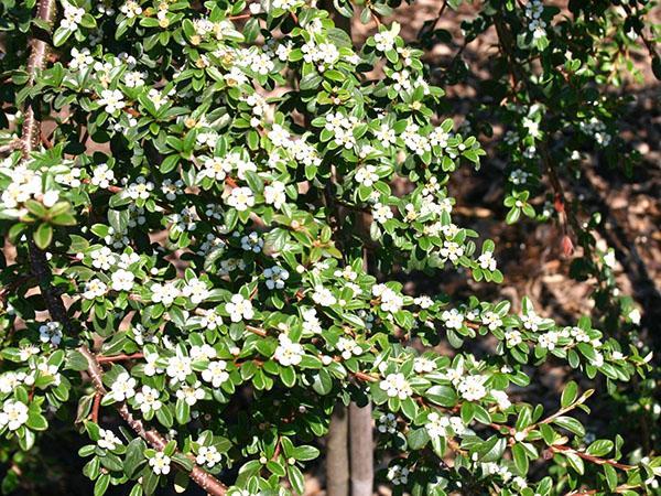 kukkiva cotoneaster