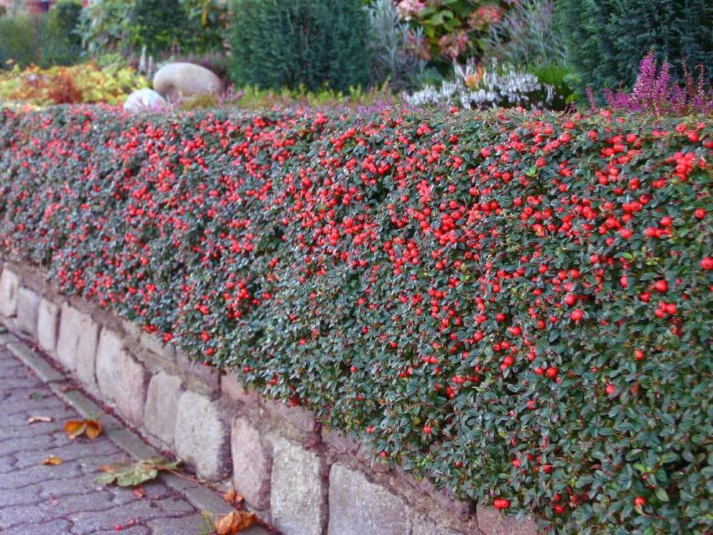 hedelmäinen cotoneaster