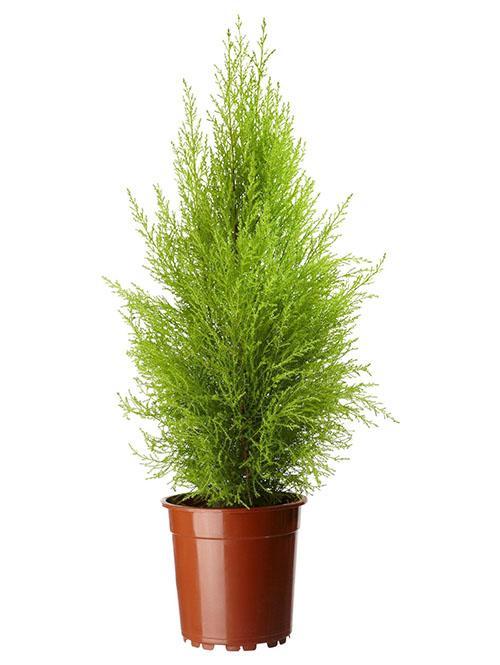 tyypit sisätiloissa sypressi