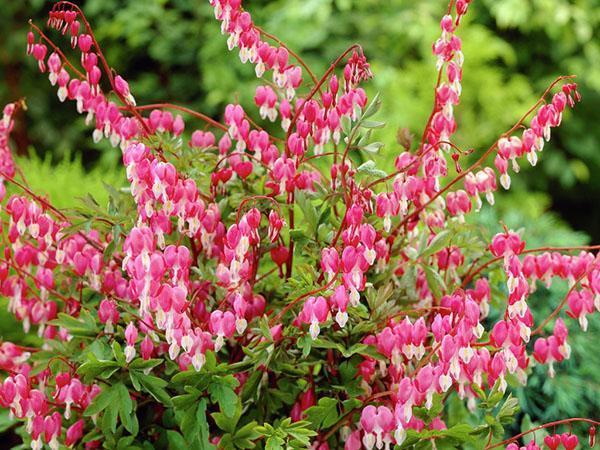 kasvava dicentra