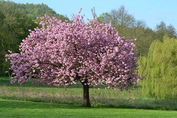 kasvaa magnoliaa puutarhassa
