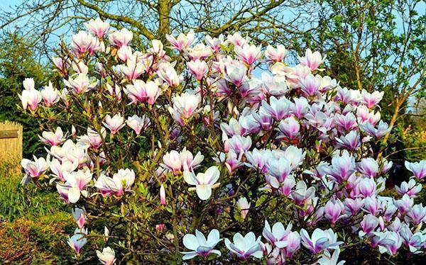 magnolia kukka