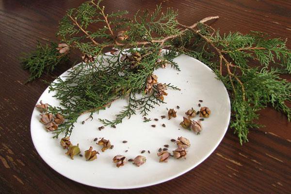 thuja-siementen kokoelma