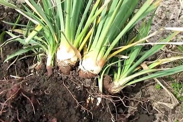 yucca-rihmainen puutarha