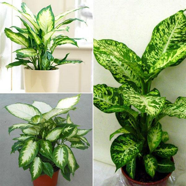 Dieffenbachia kotona