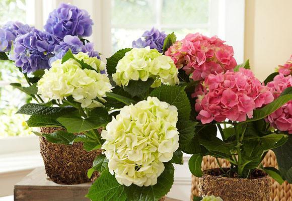 hortensia ruukussa