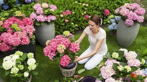 miten hoitaa hydrangeaa