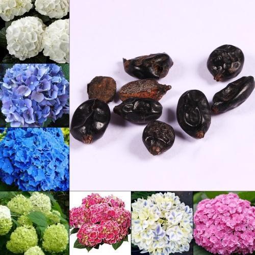 miten kasvattaa hydrangeaa siemenistä