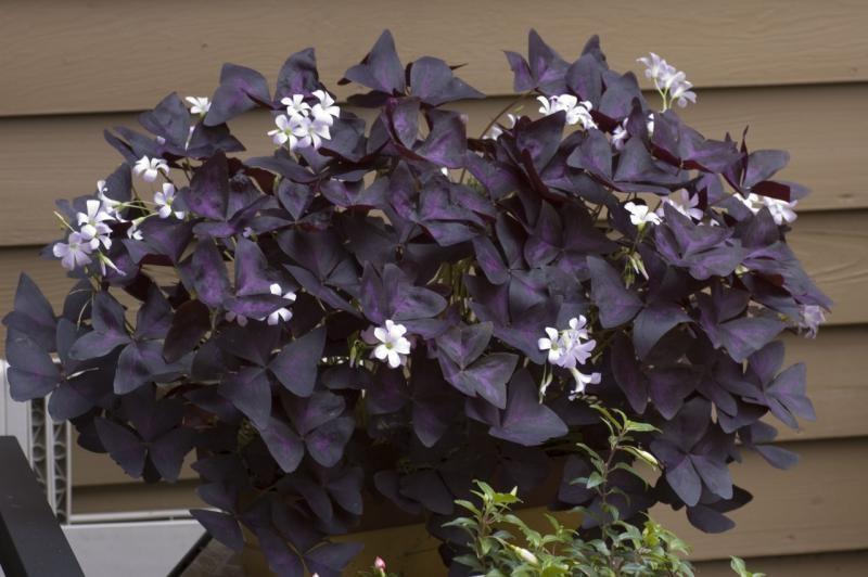 violetti oksalis
