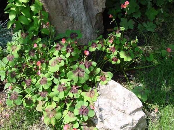 satula oxalis