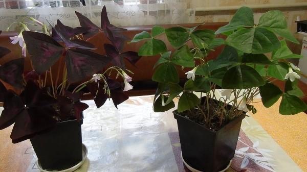 huone oxalis
