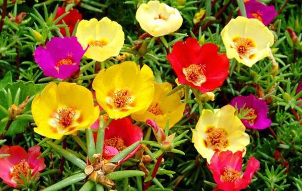 purslane kukkii