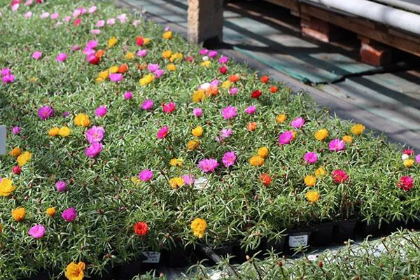 purslane lastentarhassa