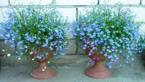 lobelia ruukuissa