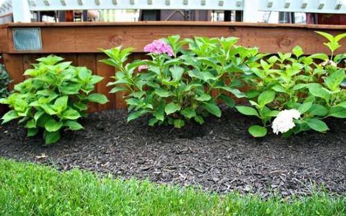 nuori hortensia