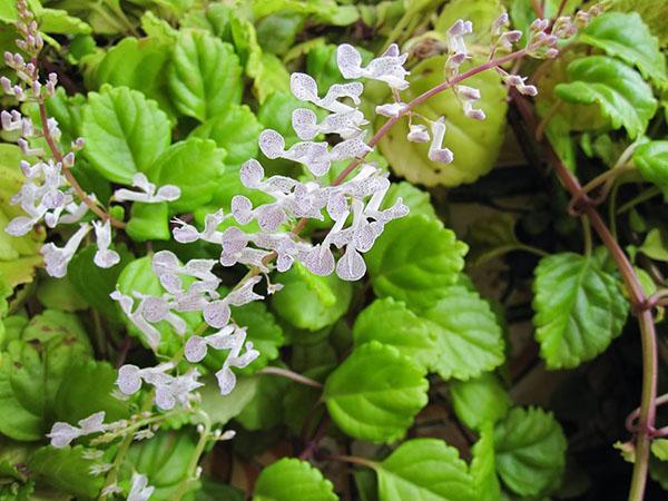 plectrantus kukkii
