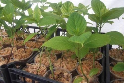 taimi hortensia