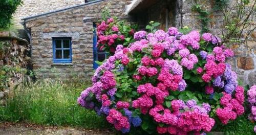 puutarha hortensia