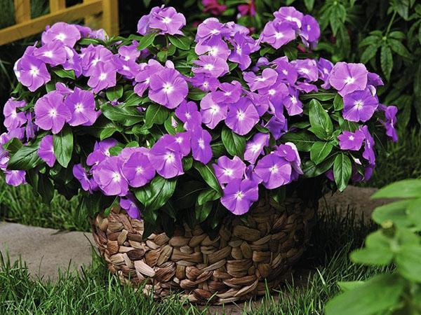 tyypit ja lajikkeet periwinkle