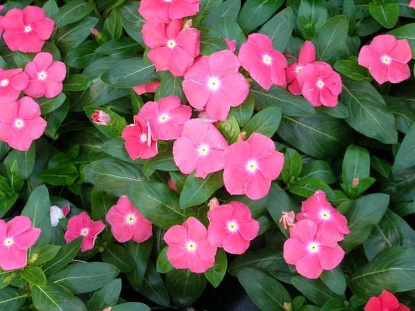 periwinkle suuri