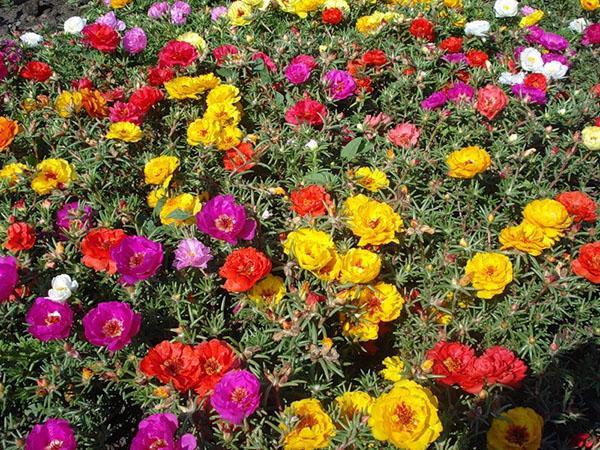 purslane kukkii