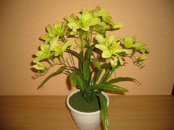 kasvava freesia kotona