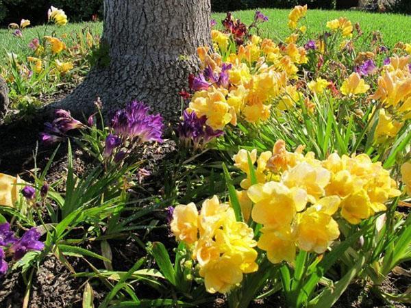 freesia puutarhassa