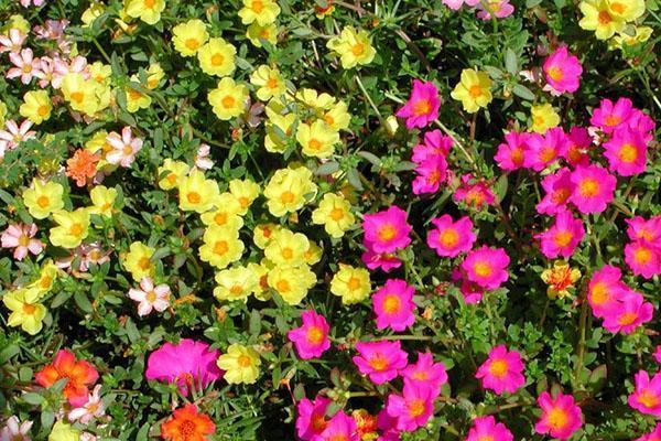 purslane kukkii