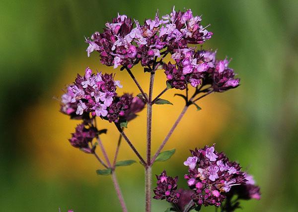 oregano kukkii
