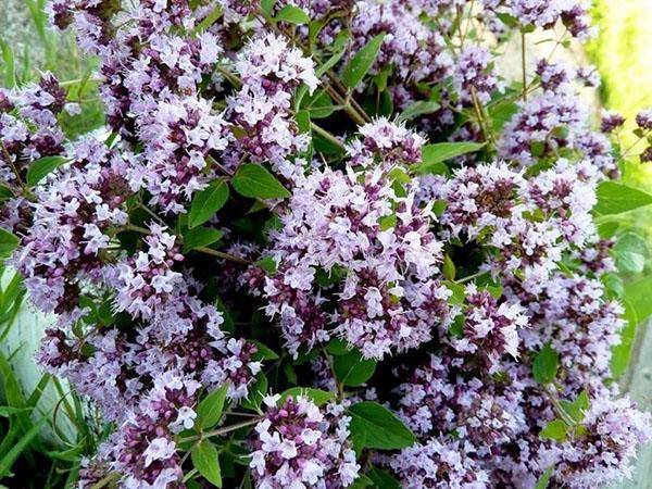 miten oregano on hyödyllinen?