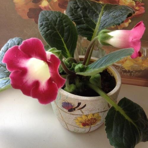 gloxinia potissa