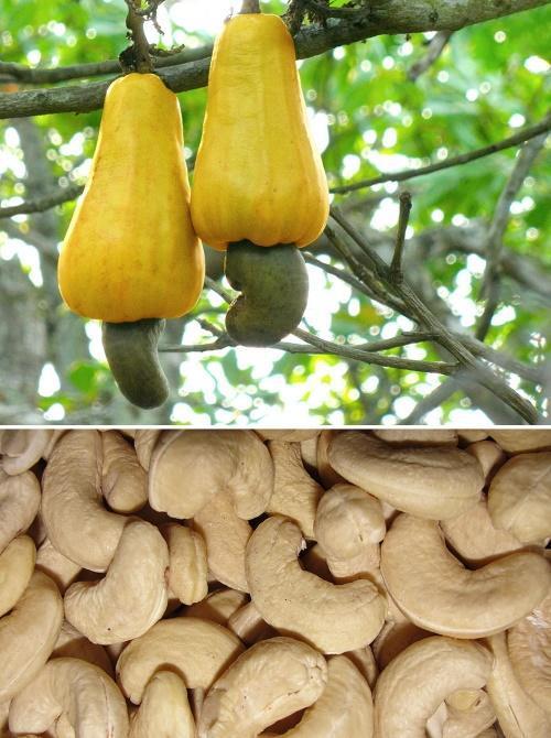kuinka cashewpähkinät kasvavat
