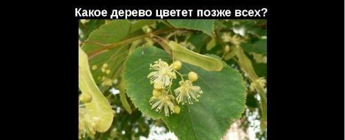 mikä puu kukkii viimeisenä