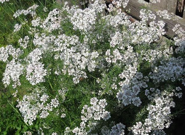 korianteri kukkii
