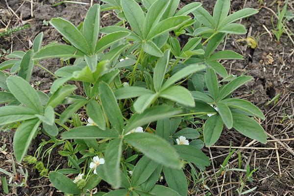 valkoinen cinquefoil puutarhassa