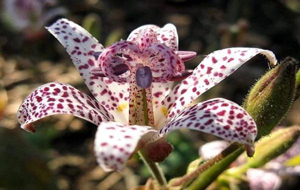 tricirtis kukkii