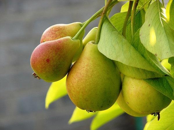 kypsät päärynät