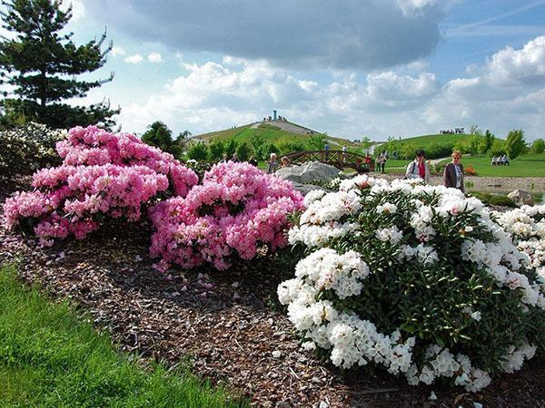 rododendronilajit