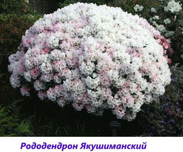rododendroni Yakushimansky