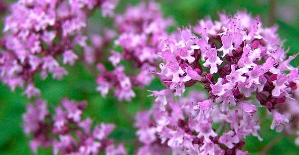 mausteinen yrtti oregano