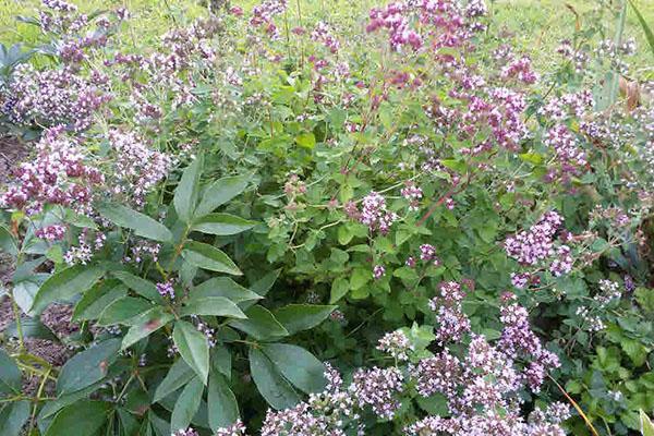 monivuotinen oregano
