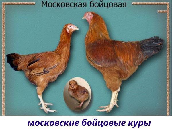 Moskovan taistelut