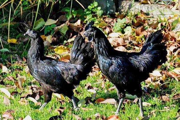 Ayam Cemanin rotu
