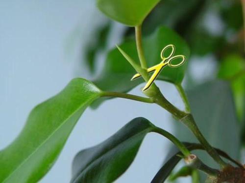kuinka karsia ficus benjaminia