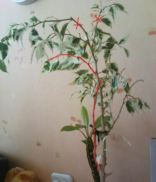 karsiminen ficus